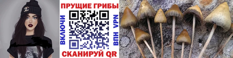Псилоцибиновые грибы Psilocybe  Усть-Лабинск 